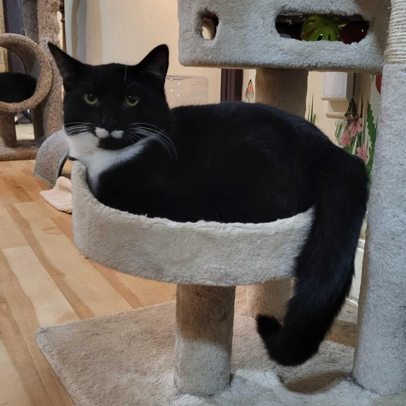 Nicky Noodle thumbnail 6