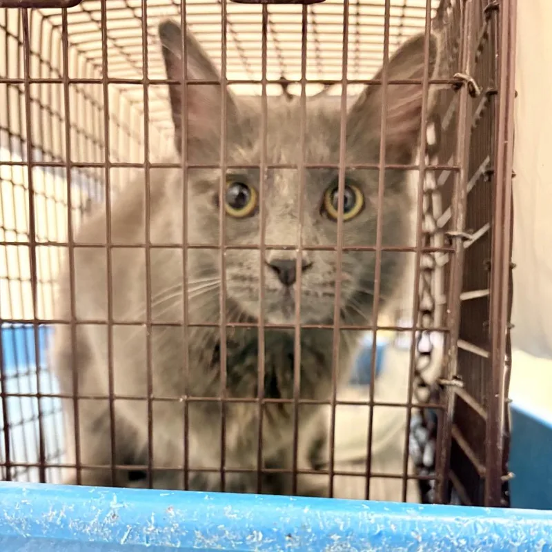 An adult medium-sized female Gray / Blue / Silver Domestic Medium Hair cat named Voni for adoption in Philadelphia, PA