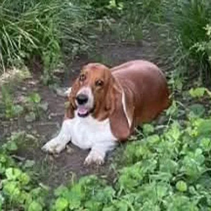 A young medium-sized female Basset Hound dog named Maisey for adoption in Mays Landing, NJ