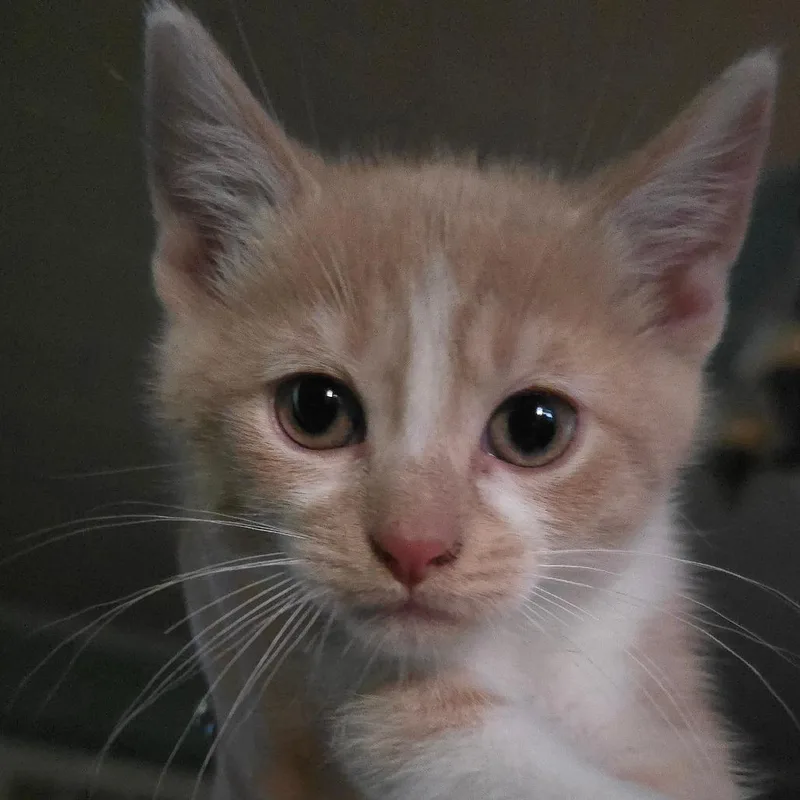A baby small-sized male Buff / Tan / Fawn Domestic Short Hair cat named Keme for adoption in Watertown, NY
