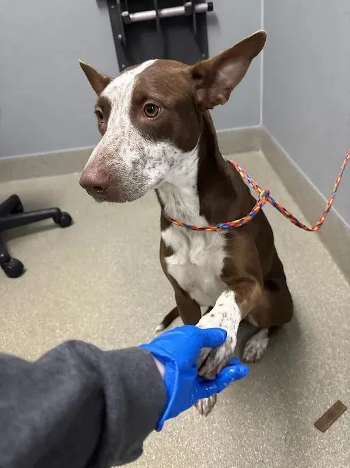 A young medium-sized female German Shorthaired Pointer dog named Ginger for adoption in Las Vegas, NV