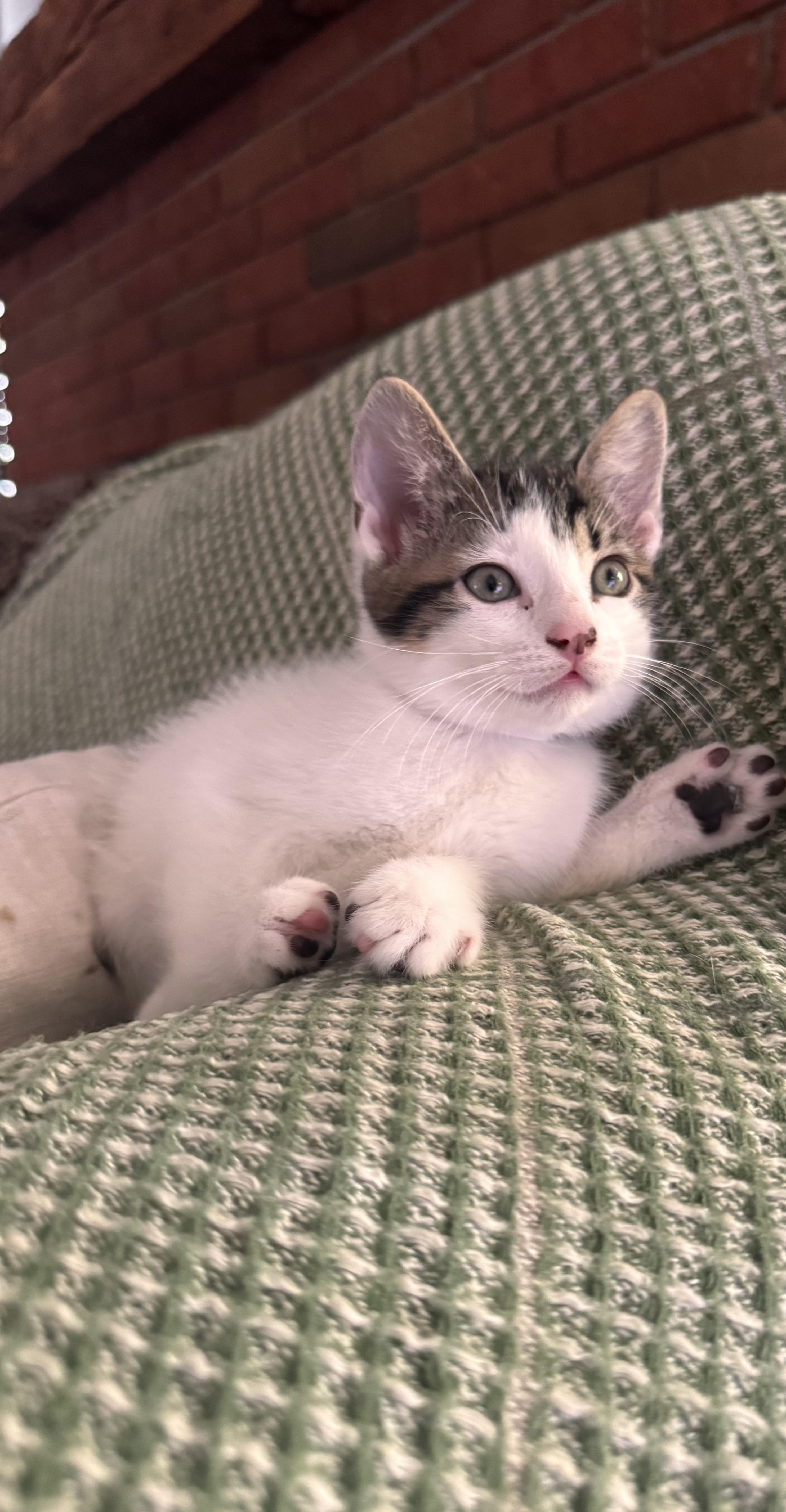 A baby large-sized male White Domestic Medium Hair cat named Drogon for adoption in Ontario, NY