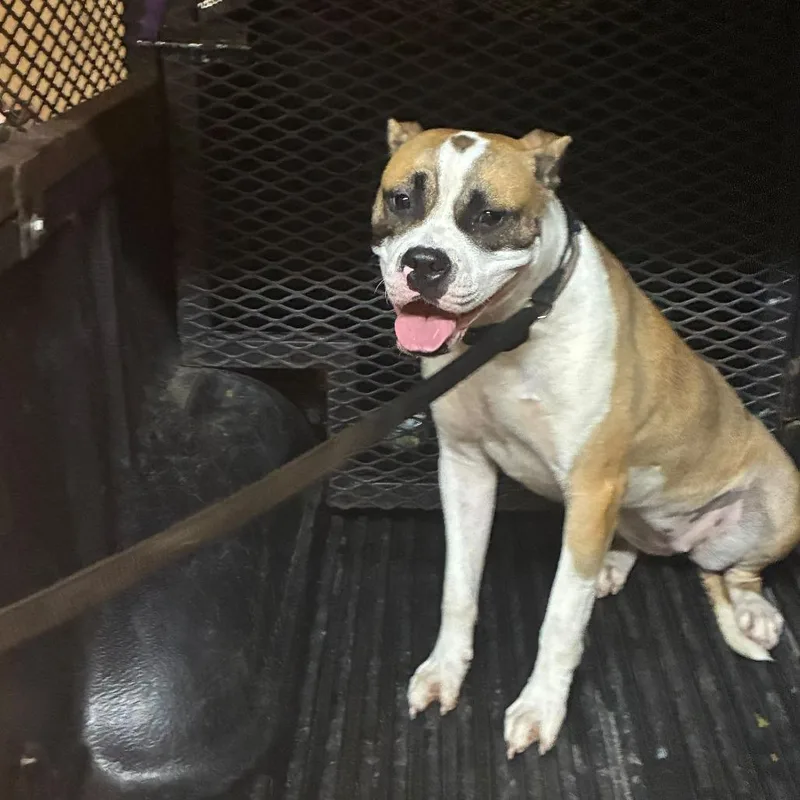 An adult medium-sized female Yellow / Tan / Blond / Fawn Mixed Breed dog named Smores for adoption in Gadsden, AL