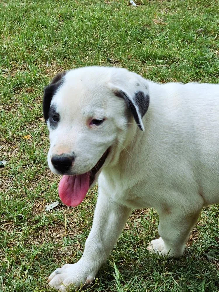 A baby extra large-sized male Tricolor (Brown, Black, & White) Labrador Retriever dog named Patch for adoption in San Antonio, TX