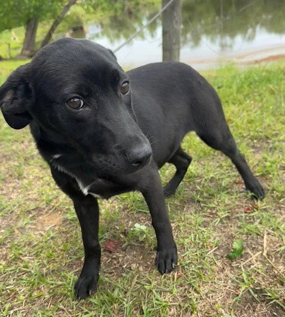 A young large-sized female Labrador Retriever dog named Calli for adoption in Tarrytown, GA