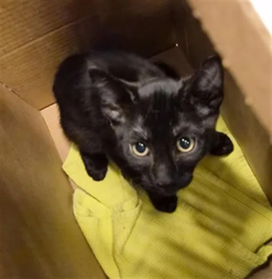 A baby small-sized male Domestic Short Hair cat named Nior for adoption in San Jose, CA