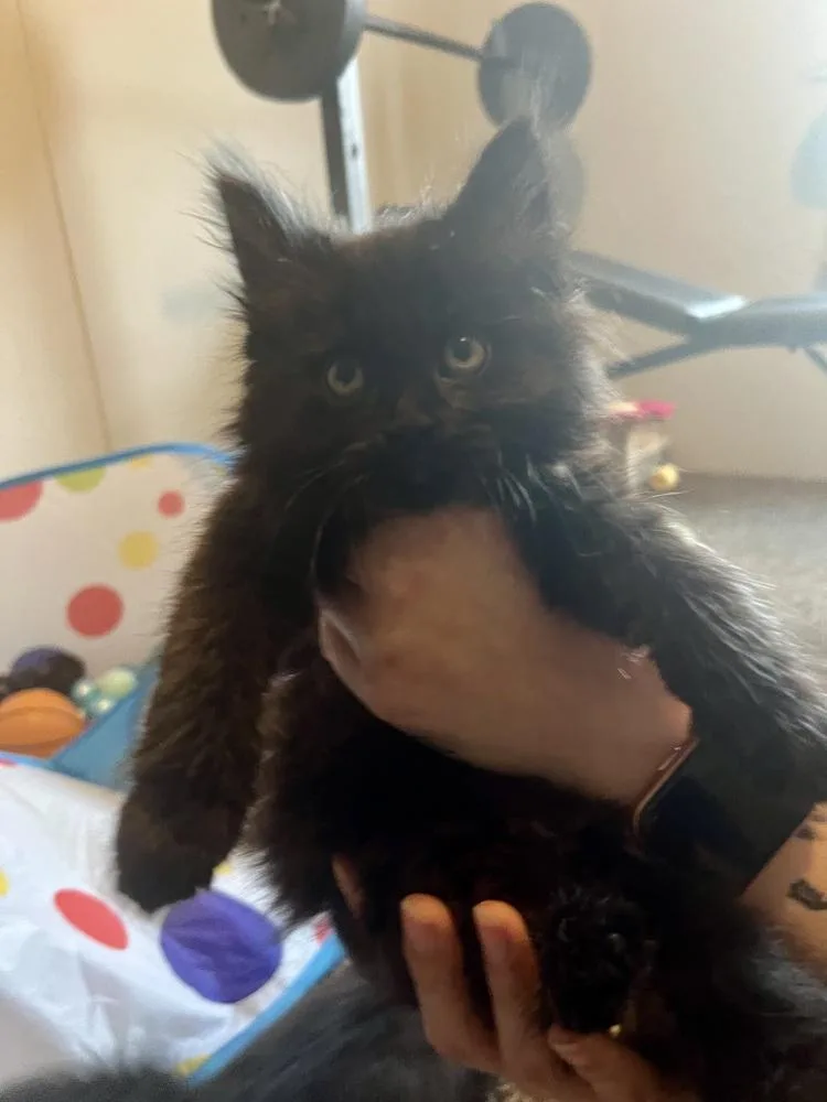 A baby medium-sized female Black Domestic Long Hair cat named Jade for adoption in Clinton Township, MI
