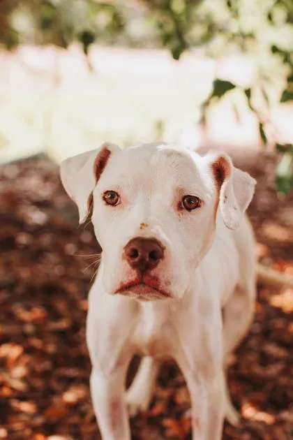 A young small-sized female American Staffordshire Terrier dog named a Bonnie Bella for adoption in North Charleston, SC
