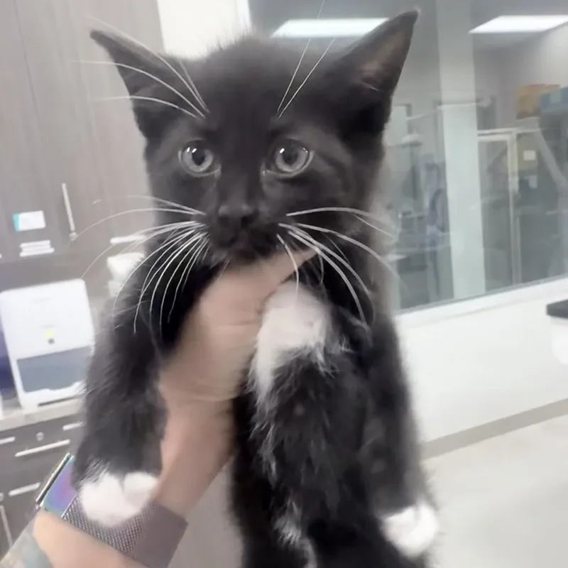 A baby small-sized female Black Domestic Short Hair cat named Natalie for adoption in Jupiter, FL