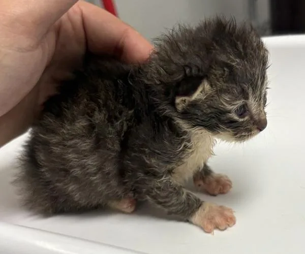 A baby small-sized female Domestic Short Hair cat named Venicia for adoption in Lawrenceville, GA