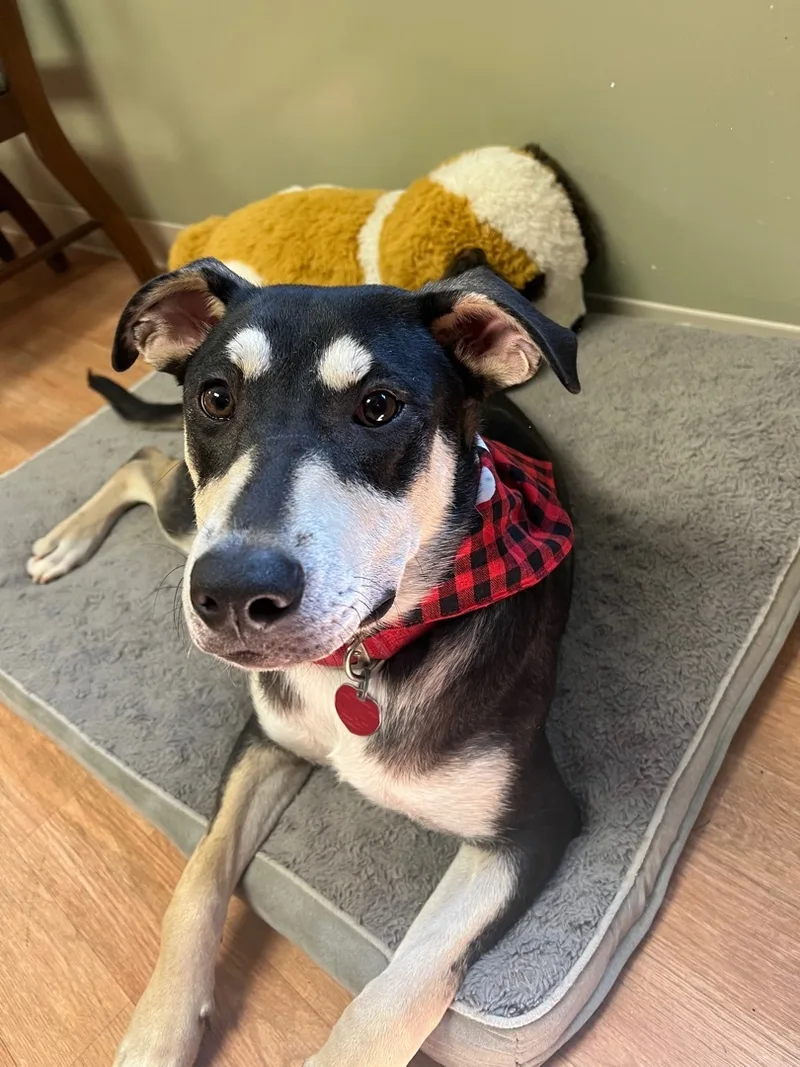 Buzz Loves Hugs! thumbnail 4