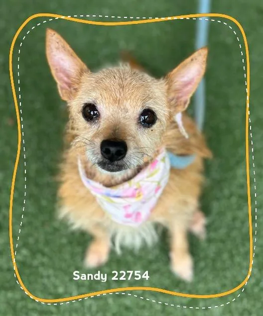 A senior small-sized female Chihuahua dog named Sandy for adoption in Marietta, GA