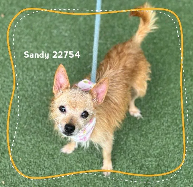 Sandy thumbnail 4