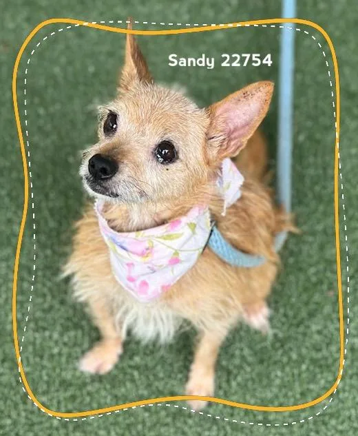 Sandy thumbnail 6