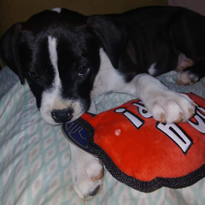 Mishka