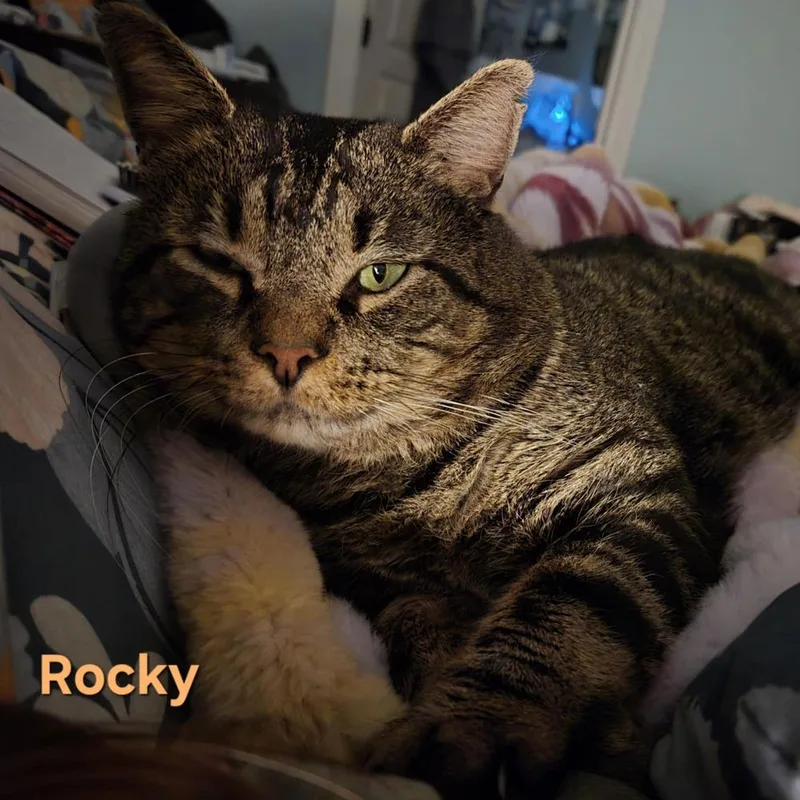 Rocky