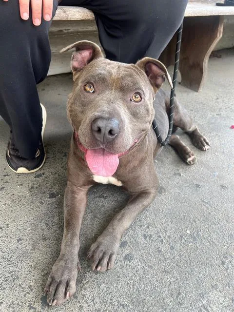 An adult medium-sized male Pit Bull Terrier dog named Jeff for adoption in Charlotte, NC