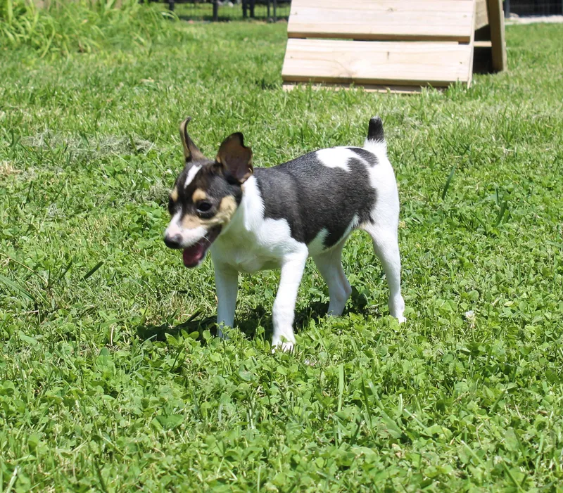 A young small-sized male Tricolor (Brown, Black, & White) Rat Terrier dog named Timothy for adoption in Neosho, MO