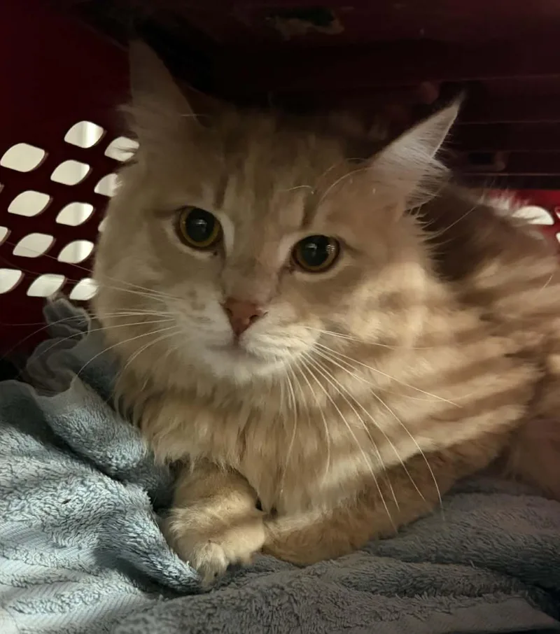 An adult large-sized male Buff / Tan / Fawn Domestic Long Hair cat named Chance for adoption in Allegan, MI