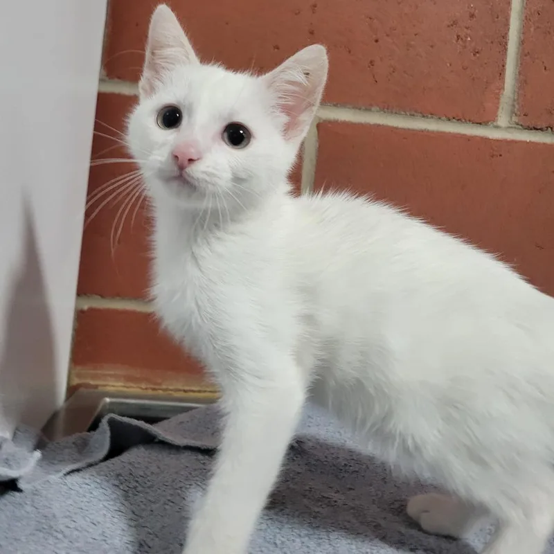 Domino
