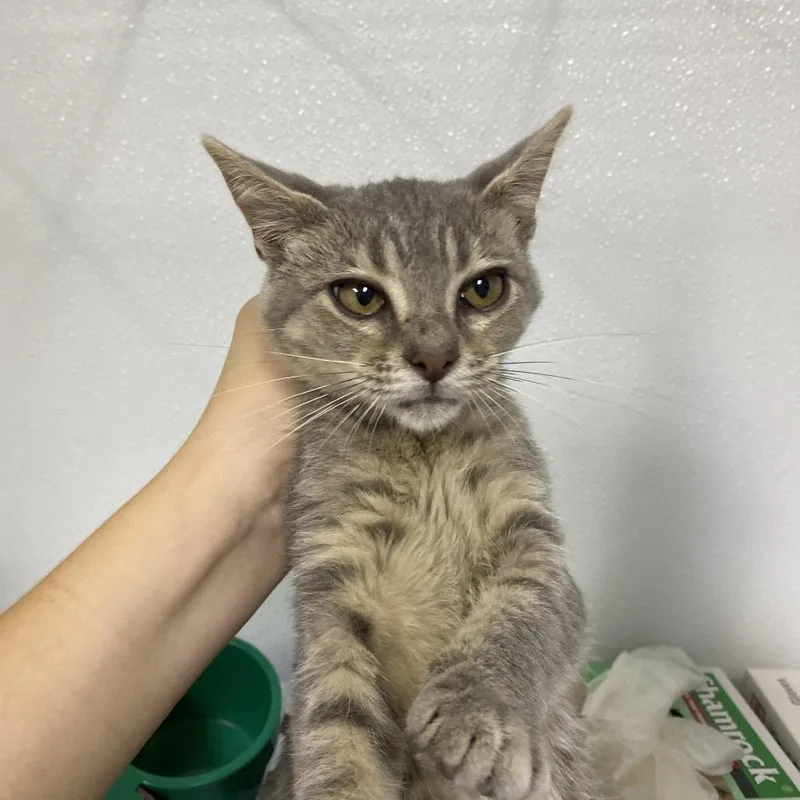 A baby small-sized female Domestic Short Hair cat named Tabby for adoption in Franklin, NC