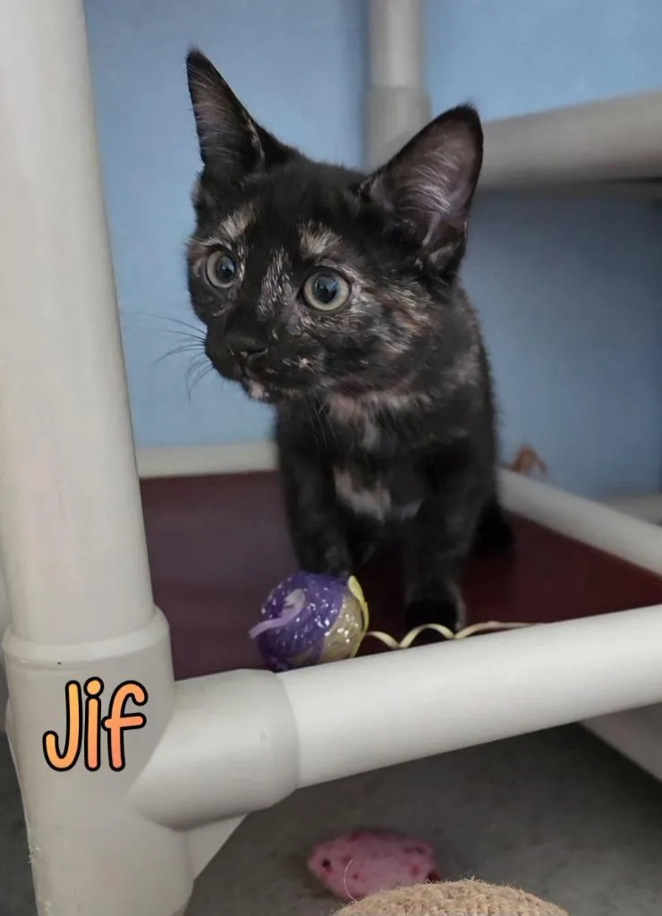 A baby small-sized female Domestic Short Hair cat named Jif for adoption in Port Clinton, OH