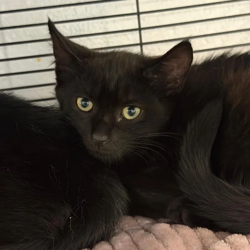 A baby small-sized male Black Domestic Short Hair cat named Wayne for adoption in Hampton Bays, NY