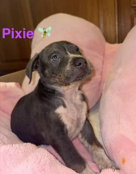 A baby small-sized female Pit Bull Terrier dog named Pixie for adoption in Belleville, MI