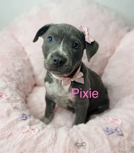 Pixie thumbnail 2