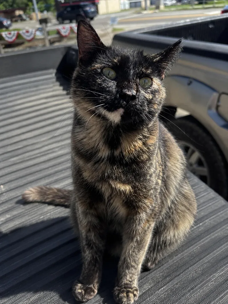 A young medium-sized female Tortoiseshell cat named Twila for adoption in White Lake, MI