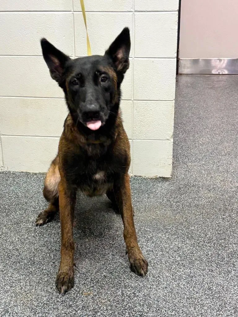 An adult large-sized female Belgian Shepherd / Malinois dog named Lucy Lou for adoption in Tifton, GA