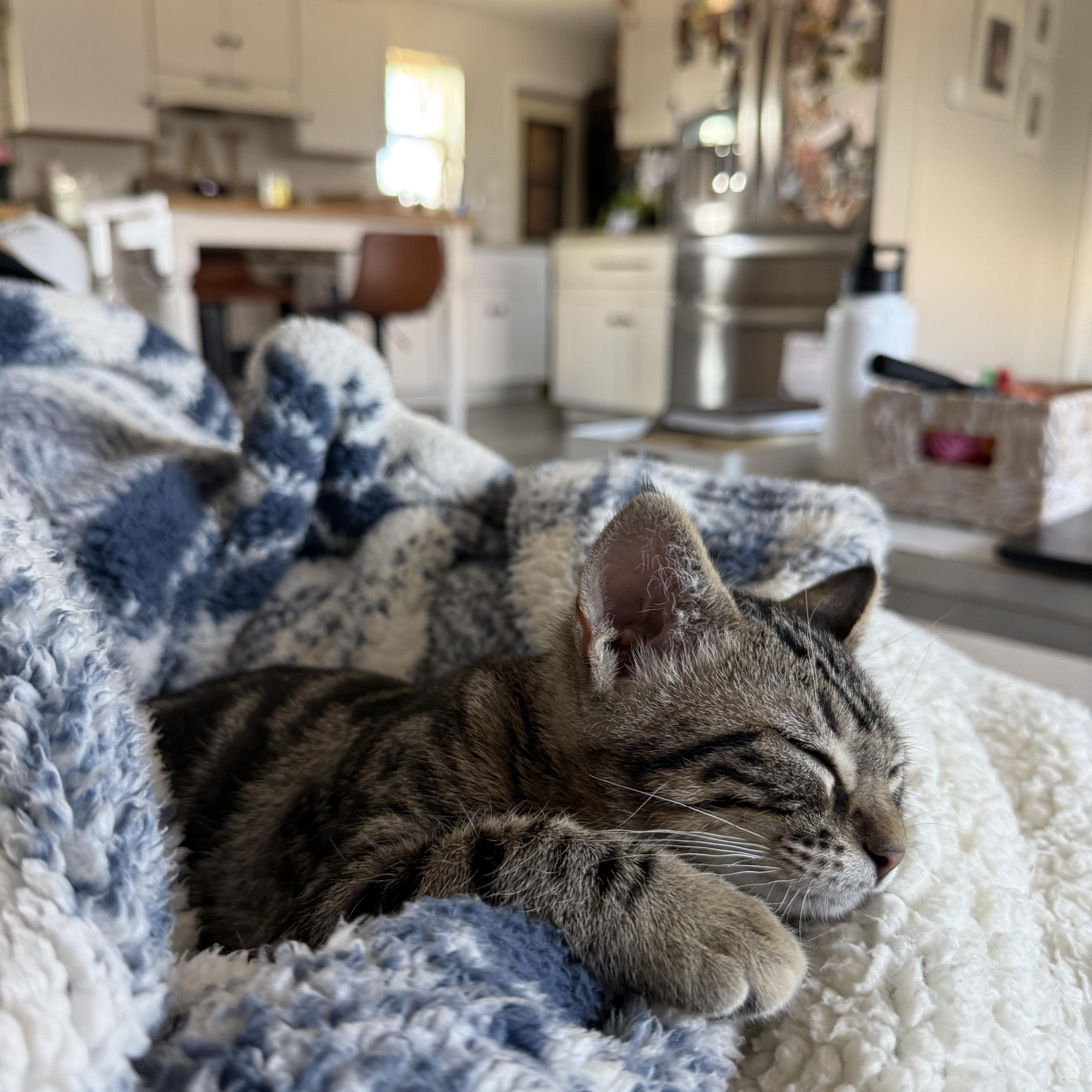 A baby small-sized male Tabby (Gray / Blue / Silver) Domestic Short Hair cat named Didgeridoo for adoption in San Luis Obispo, CA