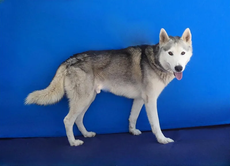 An adult medium-sized male Siberian Husky dog named Simba for adoption in Pasadena, CA