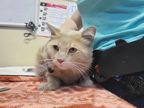 An adult medium-sized male Domestic Long Hair cat named Creamsicle for adoption in El Cajon, CA