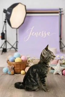 A baby medium-sized female Domestic Short Hair cat named Jenessa for adoption in Spring Lake, NJ