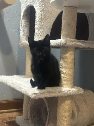 A baby medium-sized female Black Domestic Short Hair cat named Mordekai for adoption in Neenah, WI
