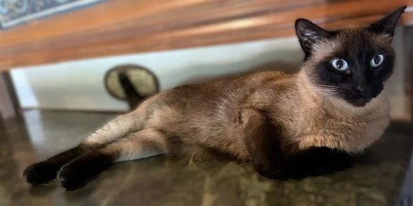 A young small-sized male Siamese cat named Kingsley for adoption in Walnut Creek, CA
