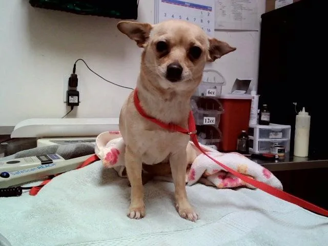 An adult small-sized female Chihuahua dog named Poppy for adoption in Martinez, CA