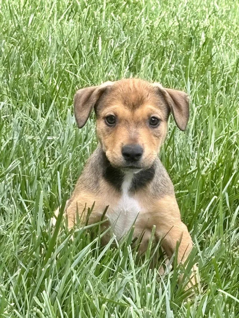A baby medium-sized male Pit Bull Terrier dog named Cash for adoption in Barnhart, MO