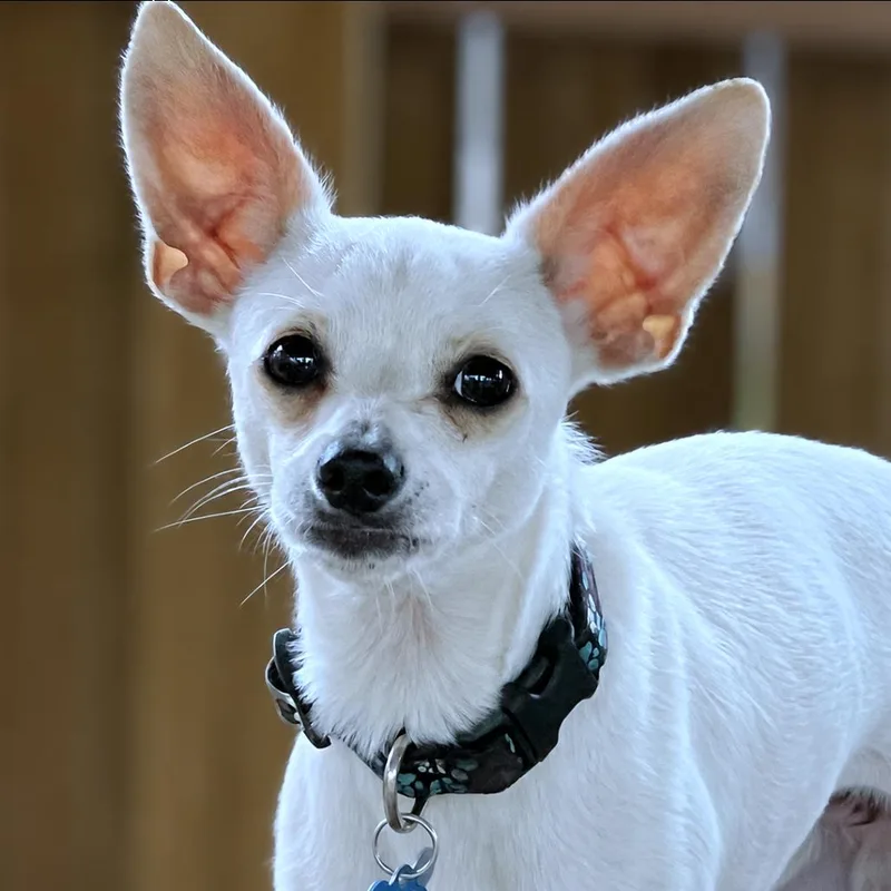 A young small-sized male White / Cream Chihuahua dog named Scooter for adoption in Boerne, TX