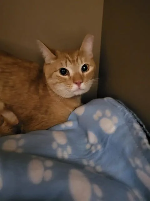 Ginger