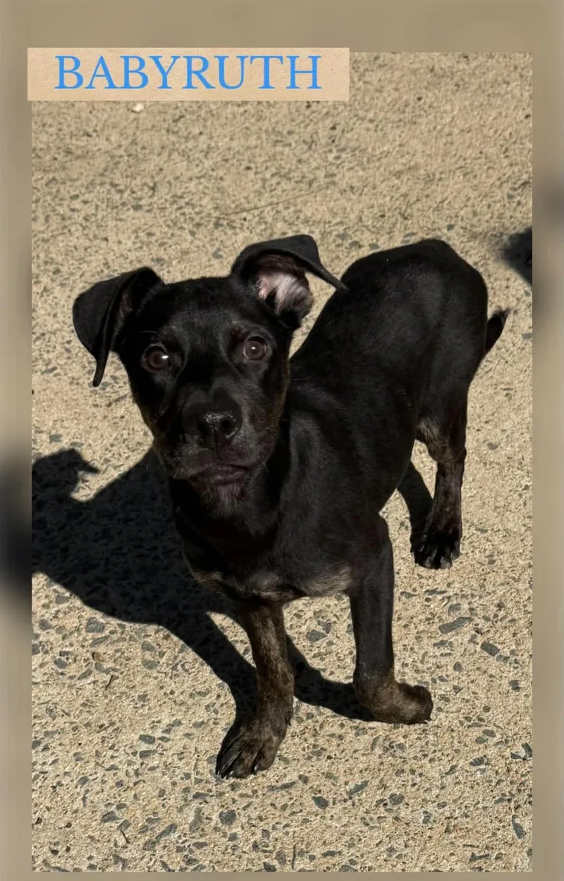 A baby medium-sized male Terrier dog named Baby Ruth for adoption in Holbrook, NY