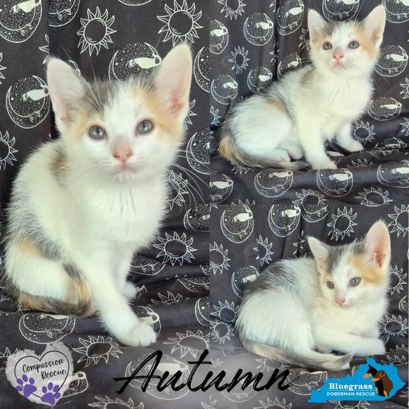 A baby medium-sized female Dilute Calico Domestic Short Hair cat named Autumn for adoption in Louisville, KY