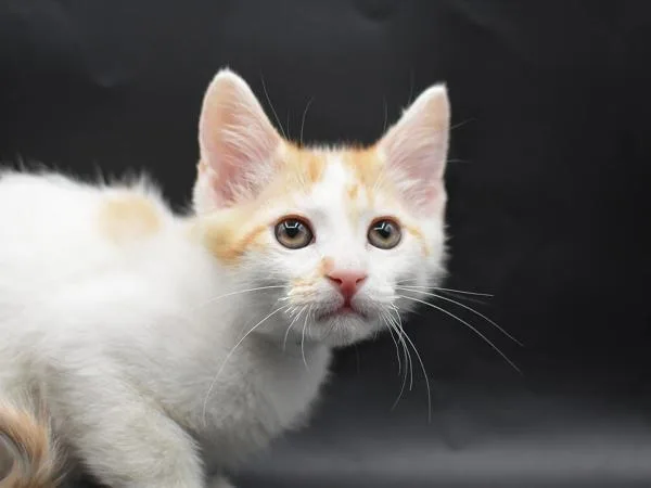 A baby small-sized male Domestic Short Hair cat named Plum for adoption in Portland, OR