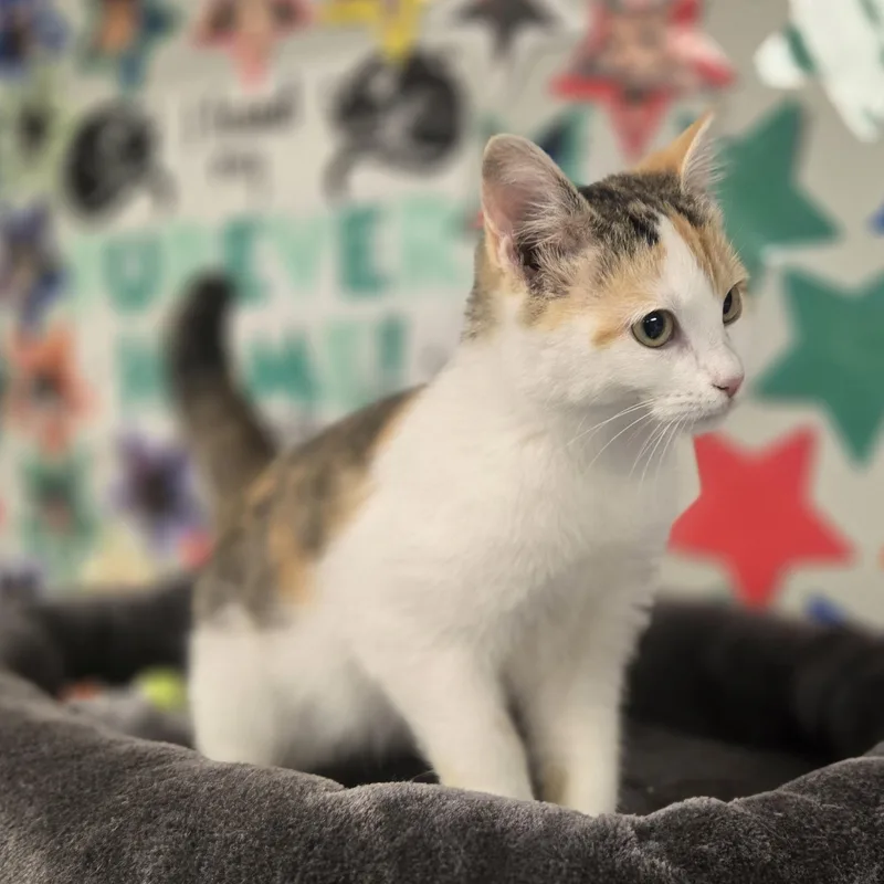 A young medium-sized female Orange & White Domestic Short Hair cat named Opal for adoption in Xenia , OH
