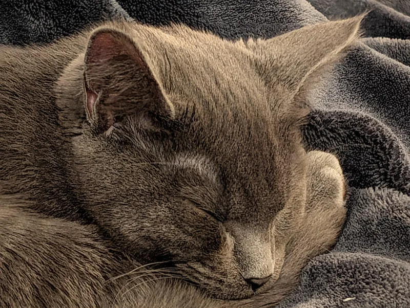 Luna Dog Like Cuddler thumbnail 2