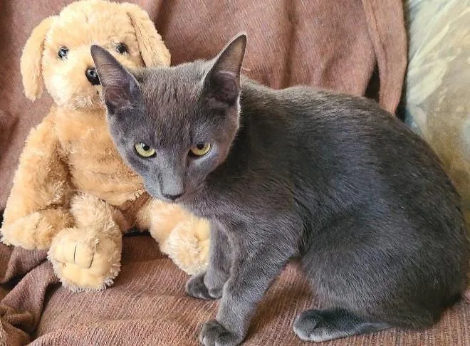 Luna Dog Like Cuddler thumbnail 3