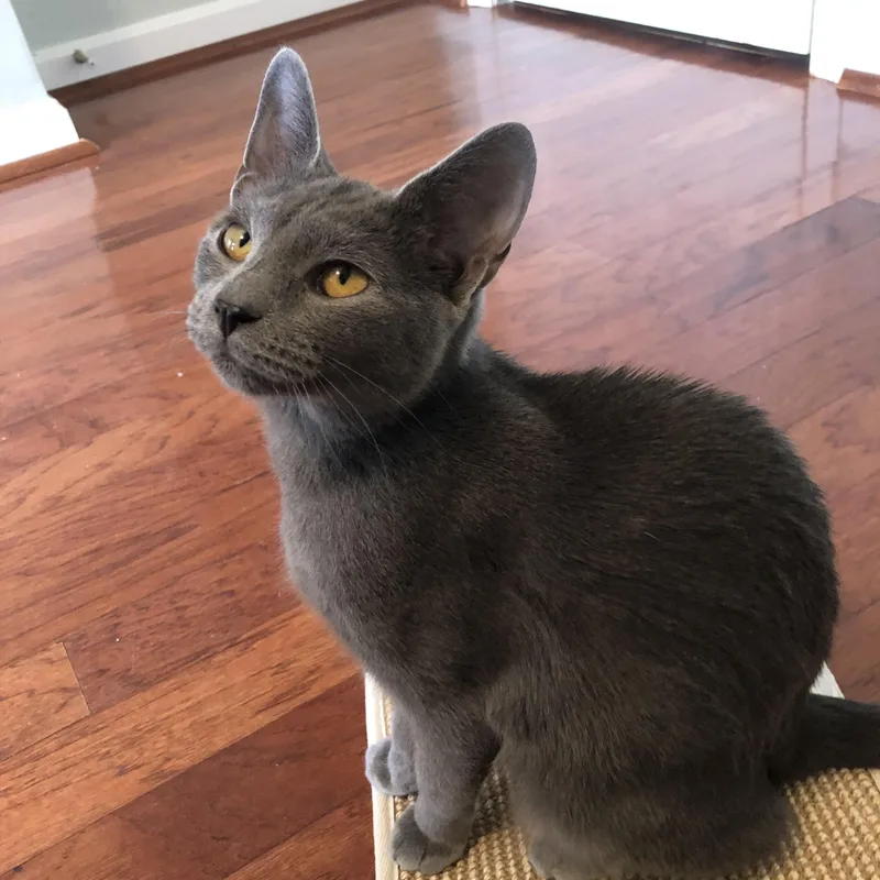 Luna Dog Like Cuddler thumbnail 4