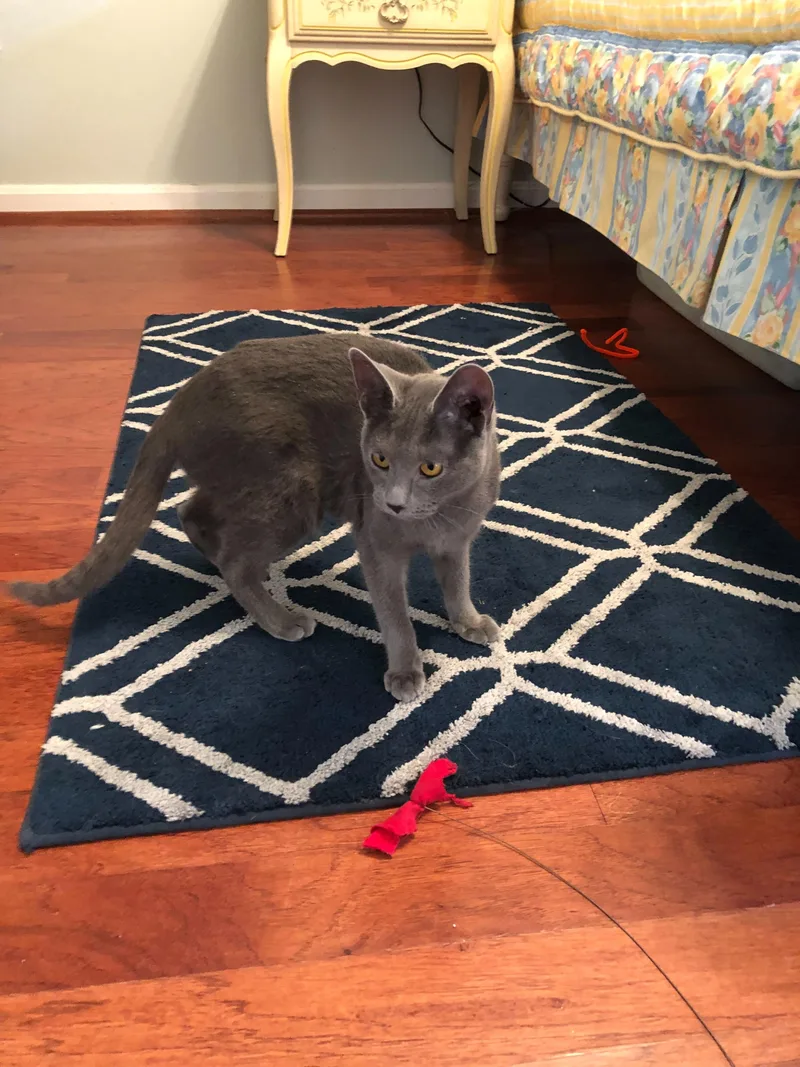 Luna Dog Like Cuddler thumbnail 5