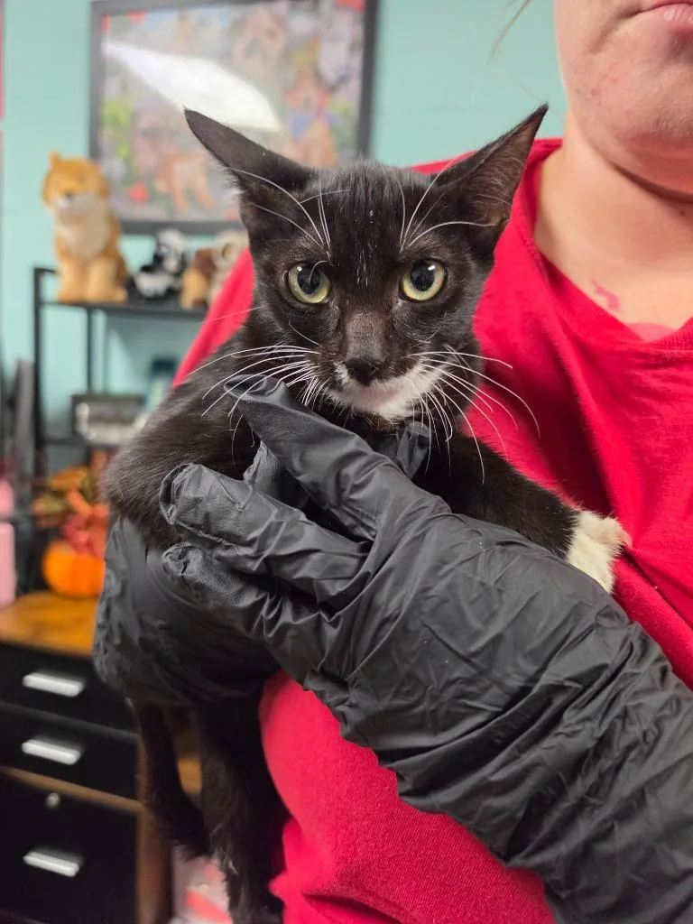 A baby small-sized male Domestic Short Hair cat named May for adoption in Rockport, TX